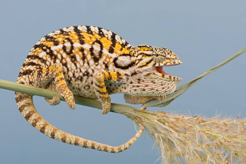 a carpet chameleon perched on a plant stem