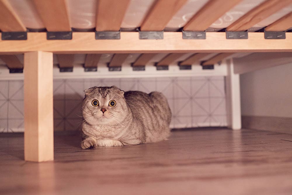 a cat hiding under the bed