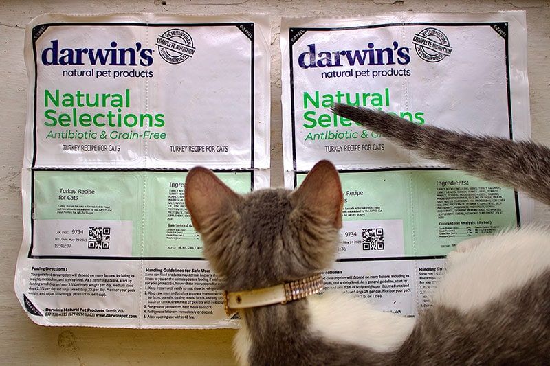 a cat looking at the darwin's cat food