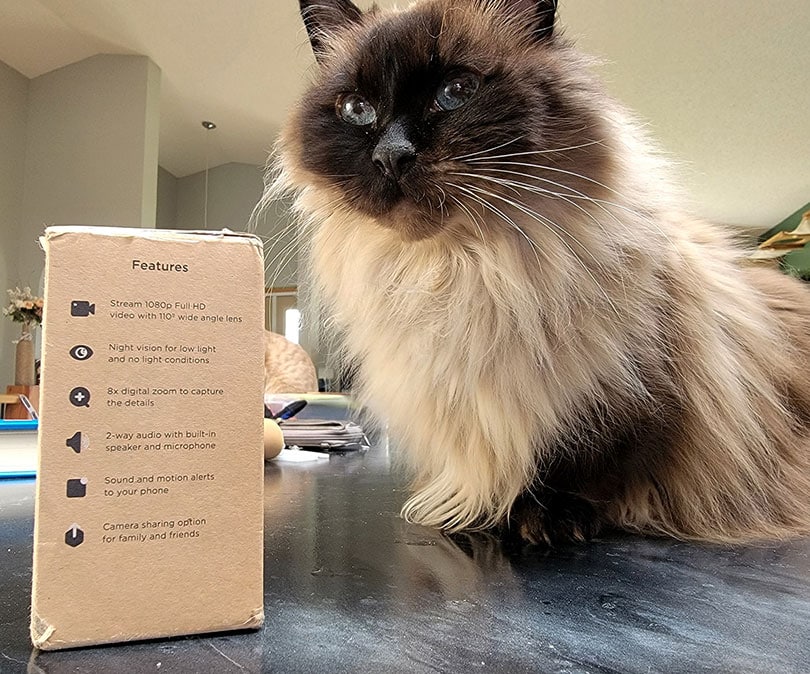 a cat near the petcube cam packaging 