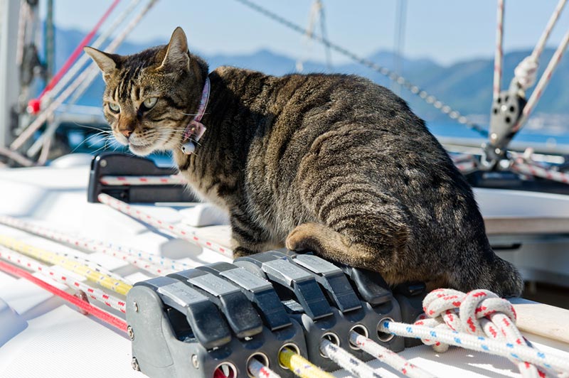 a cat on a sailing yacht