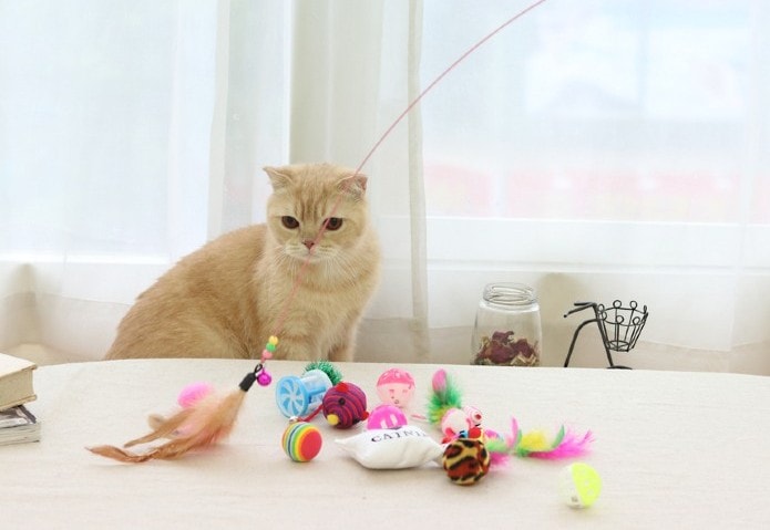 a cat playing with toys