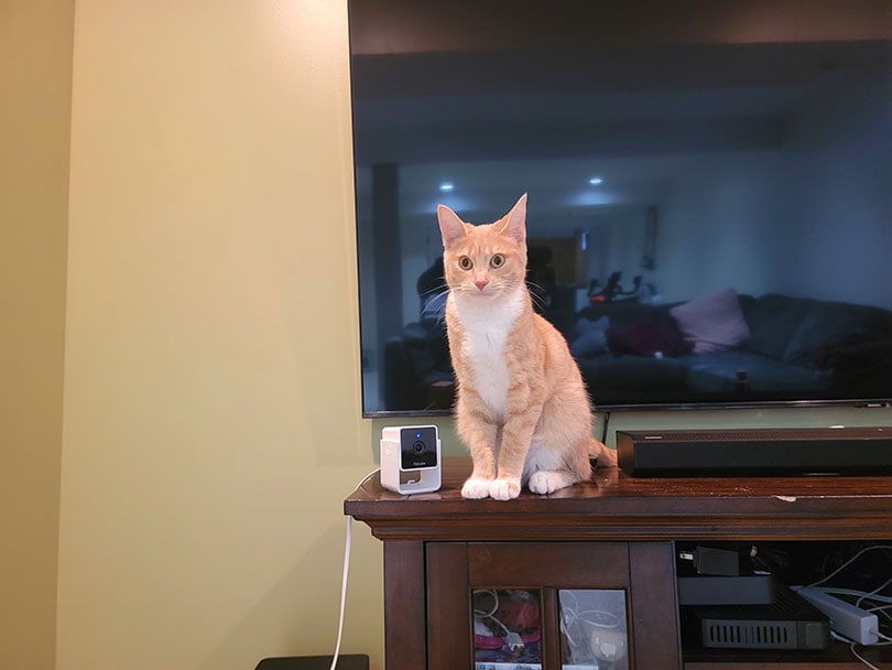 a cat sitting near the petcube cam