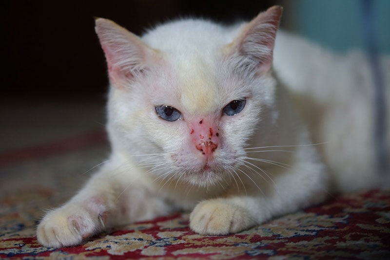 a cat that is allergic to insect hypersensitivity