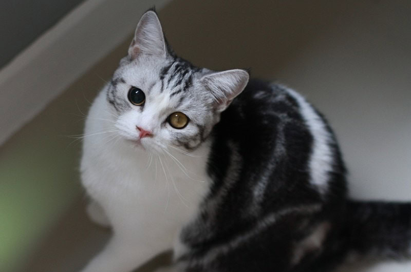 a cat with anisocoria looking up