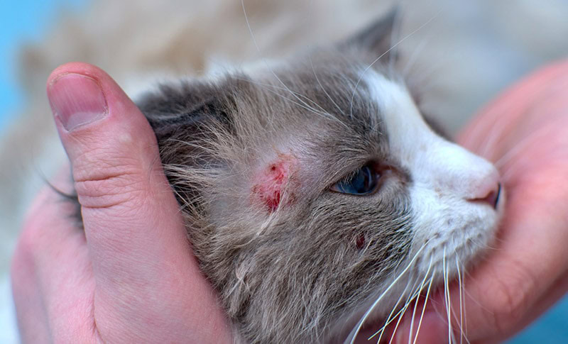 a cat with scabs near its eye