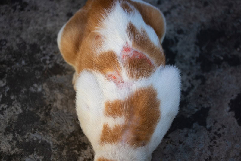 a cat with scabs on its back