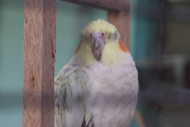 a cinnamon pearl cockatiel inside its cage