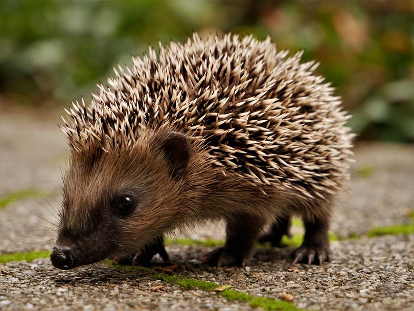 a close up of a hedgehog in a garden