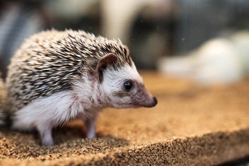 a close up of a hedgehog on litter