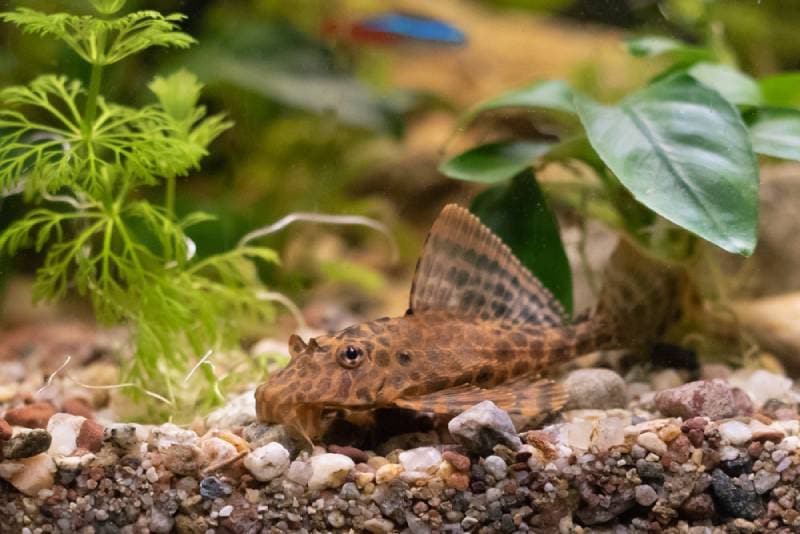 a clown pleco inside tank