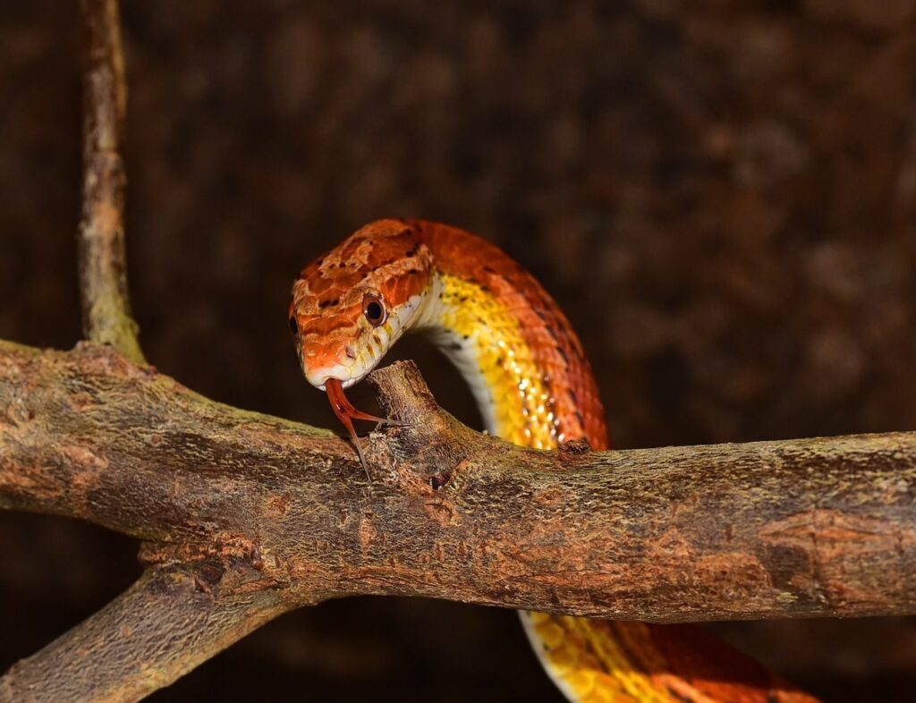a corn snake