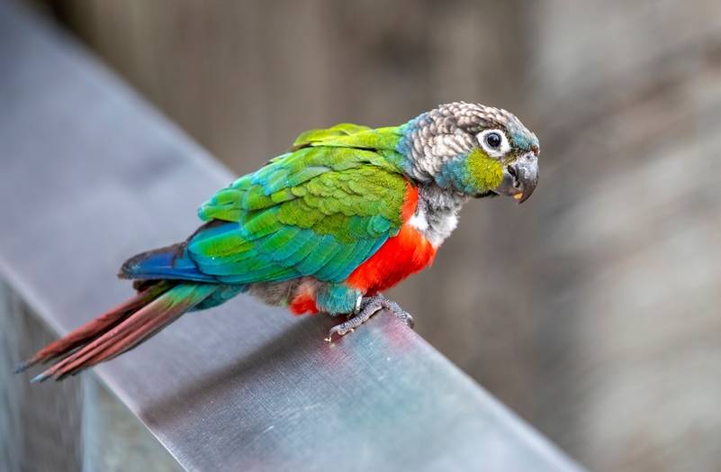 a crimson-bellied parakeet