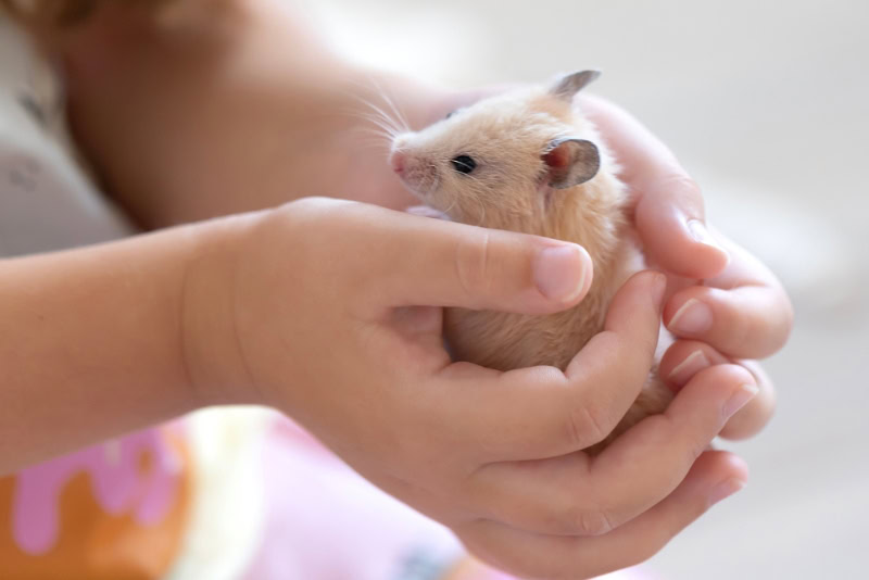 a cute hamster in child's hands