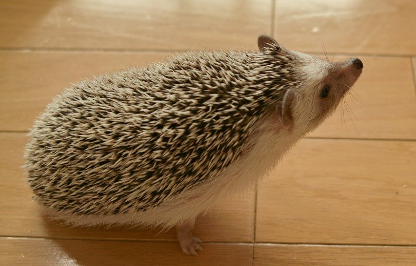 a cute hedgehog on the floor