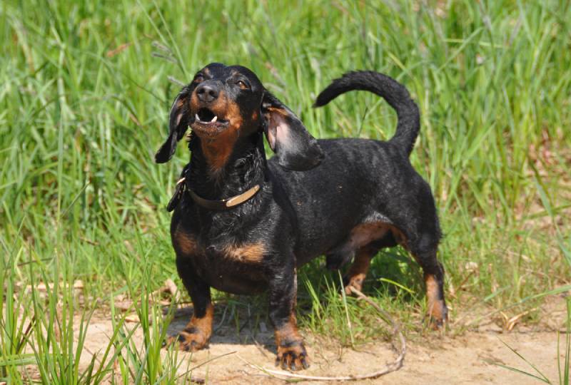 a dachshund dog barking outside