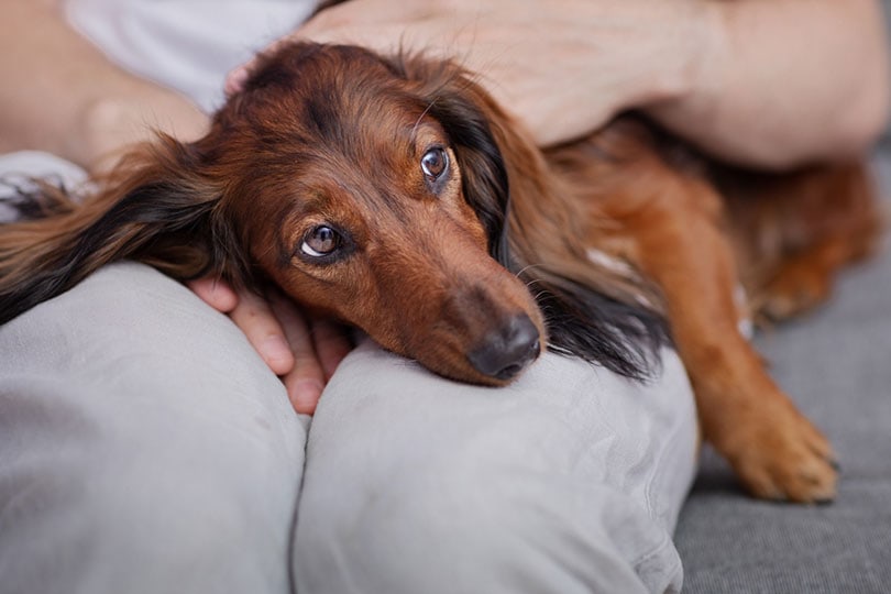 a dachshund dog looks sick lying on its owner