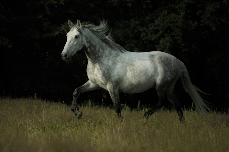 a dapple gray horse walking in the field