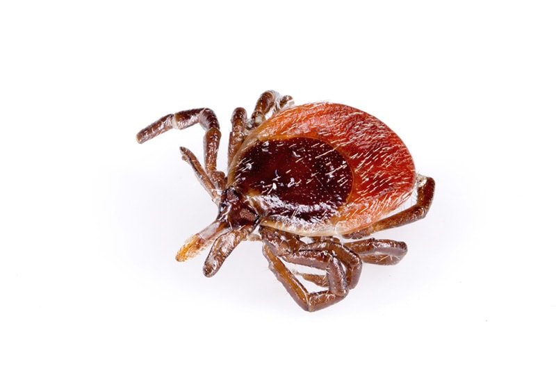 a dead tick