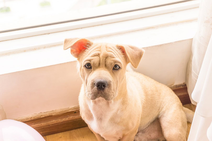 a dog near a window looking up