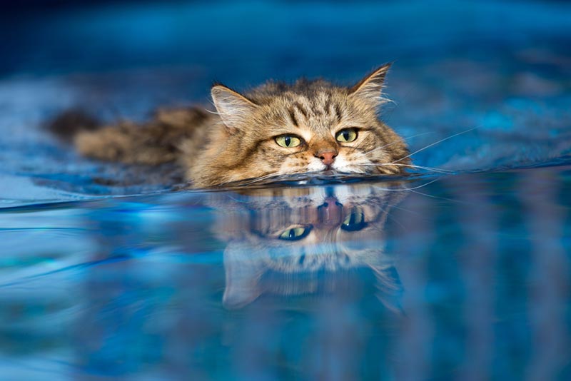 a domestic cat swimming in the pool