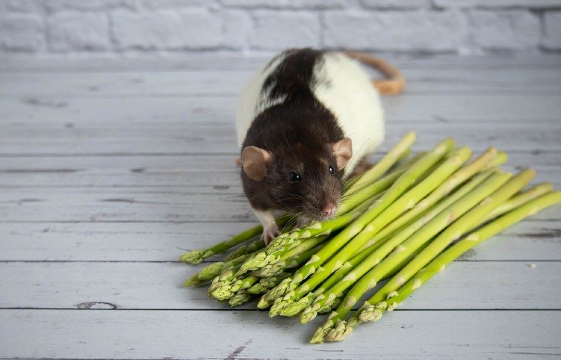 a dumbo rat sniffs a bouquet of asparagus