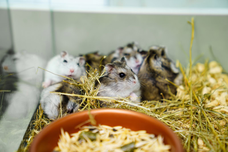 a family of Jungar hamsters