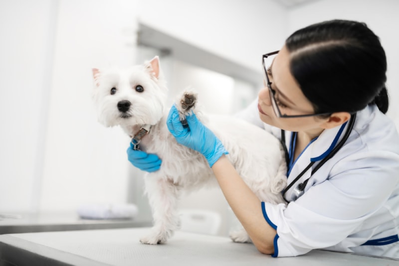 a female vet checking a small dog's paw at the clinic