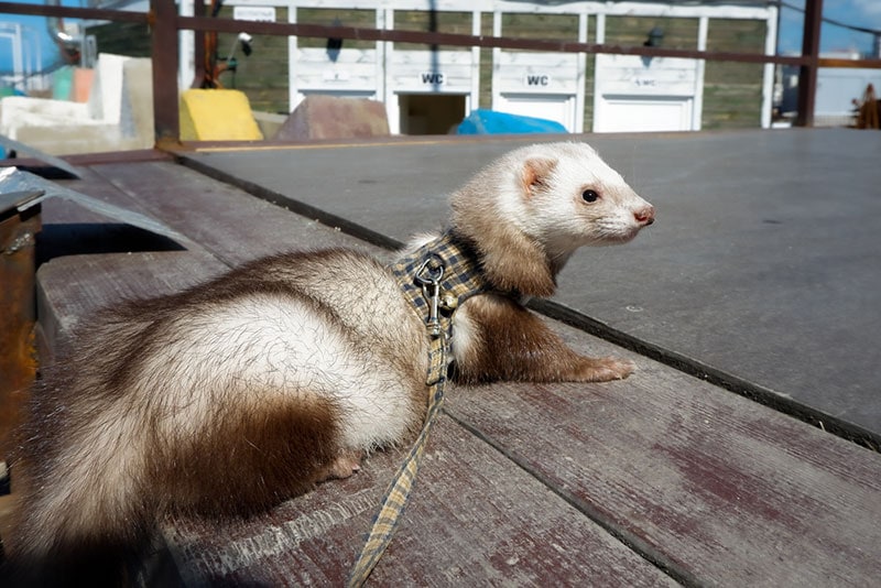a ferret in harness with leash lying outdoor