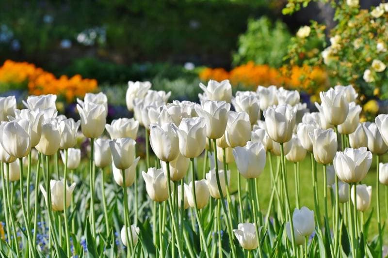 a field of white tulips