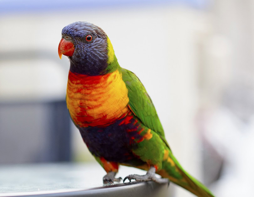 a full body close up of a rainbow lorikeet