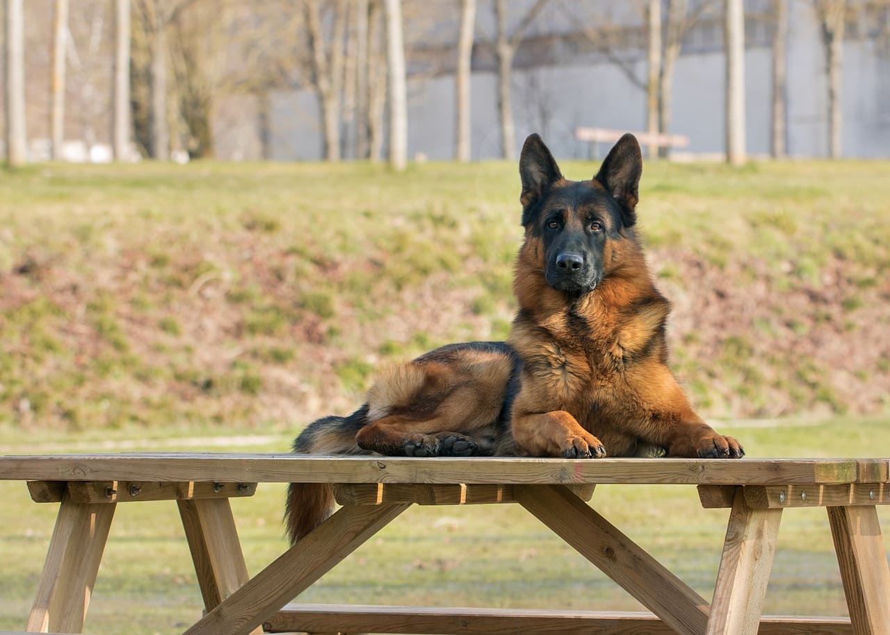 a german shepherd lying on table outdoor