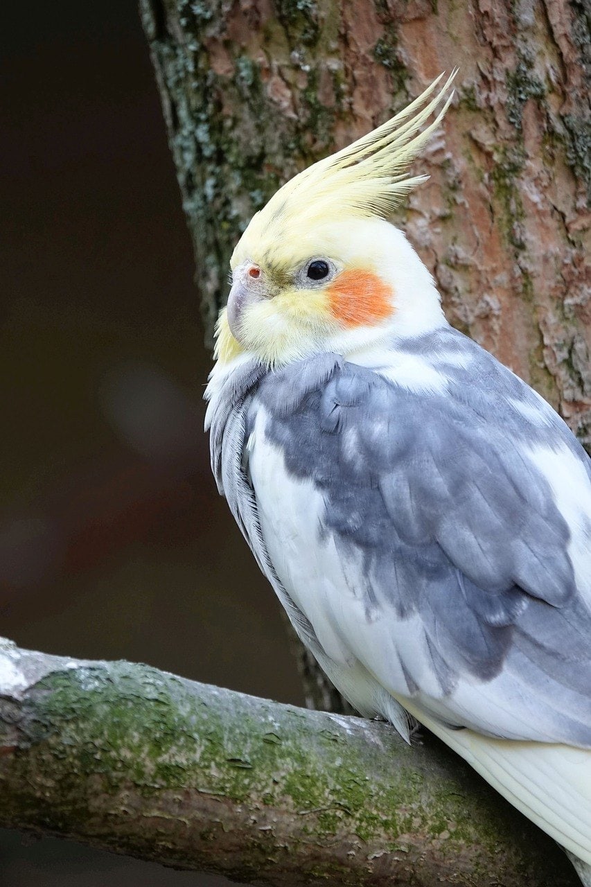 a grey cockatiel