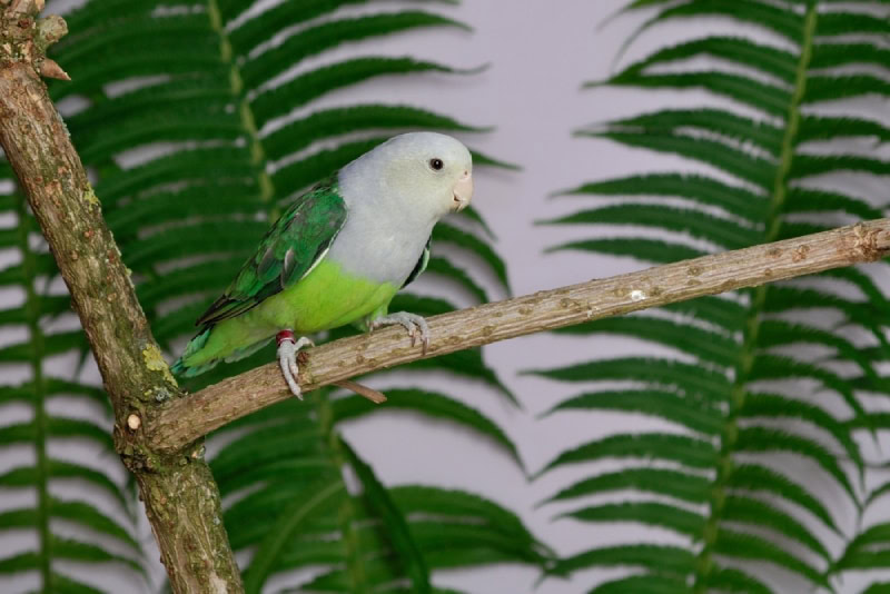 a grey headed lovebird on a tree branch