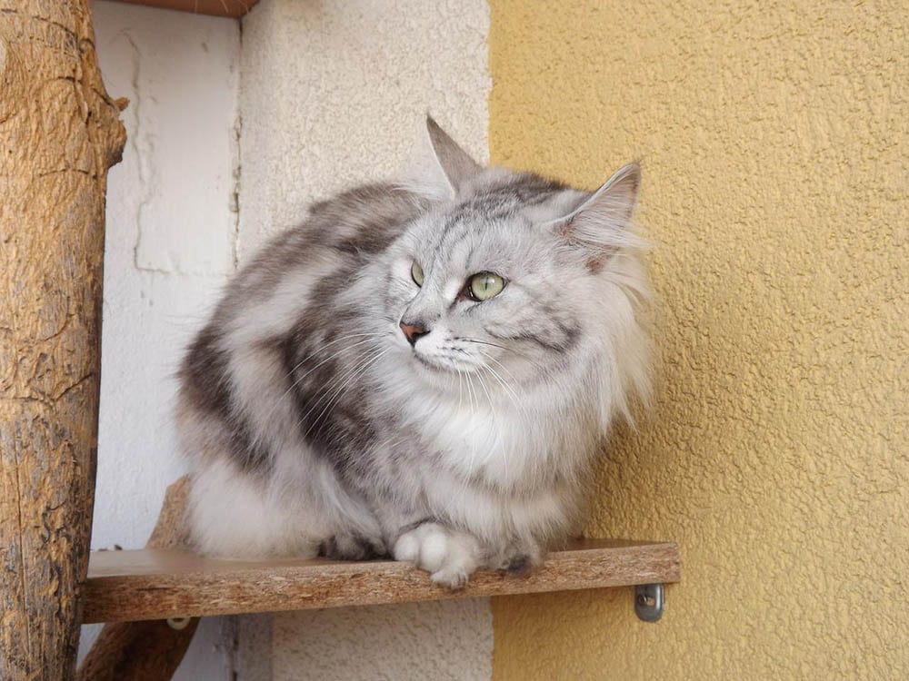 a grey kurilian bobtail on a cat tree