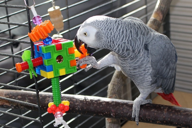 a grey parrot playing with a toy