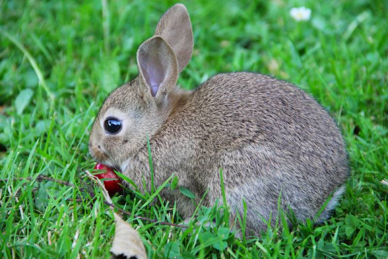 a grey rabbit eating a cherry outside on the grass
