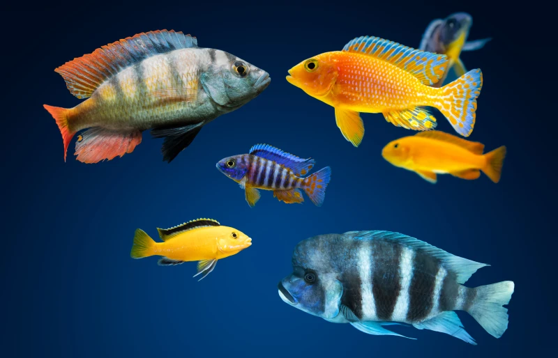 a group of african cichlid fish on blue background