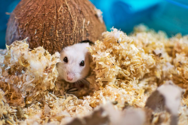 a hamster burrowing in a coconut shell