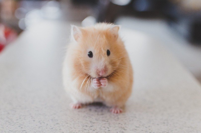 a hamster on countertop