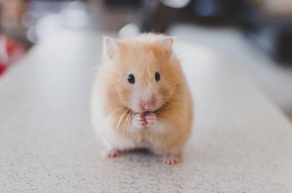 a hamster