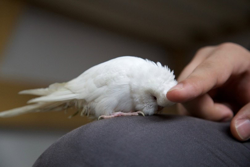 a hand preening on a white bird