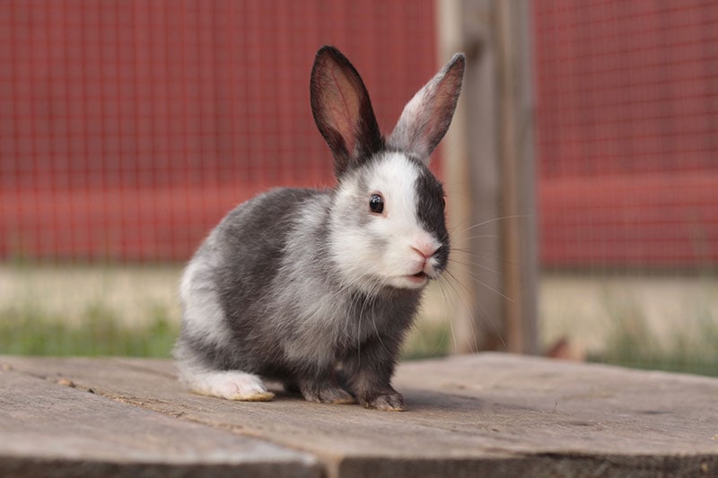 a harlequin rabbit sitting outdoor