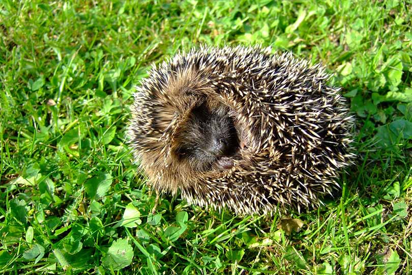 a hedgehog curling up on grass outdoor