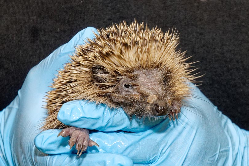 a hedgehog held on hands with gloves showing signs of ringworm infections