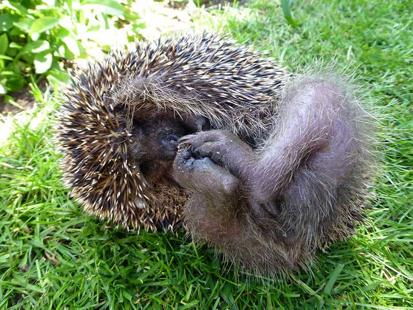 a hedgehog rolled up on grass