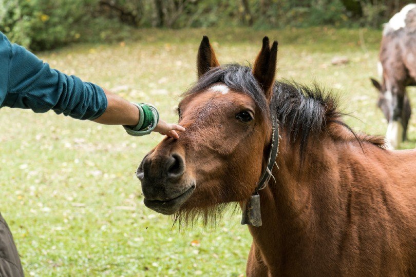 a horse is approached by a man