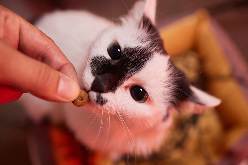 a kitten getting a treat from owner