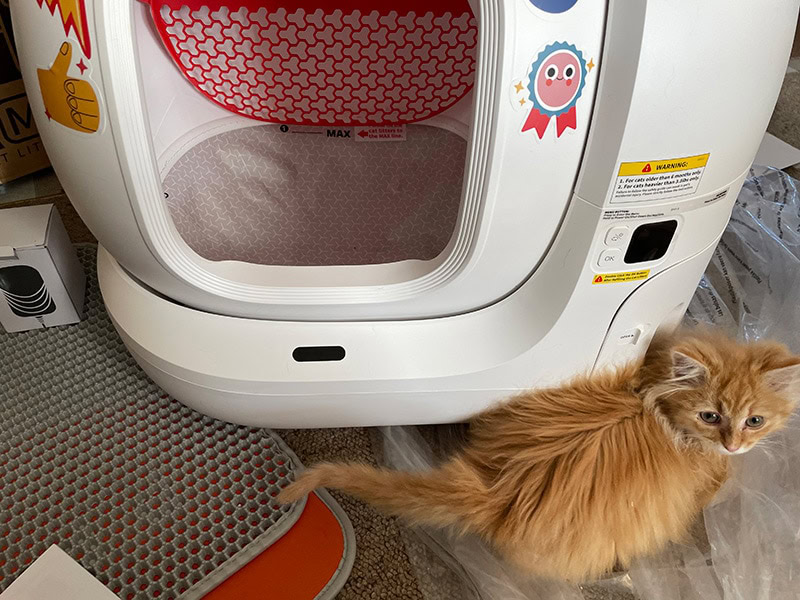 a kitten sitting outside the petkit pura max litter box