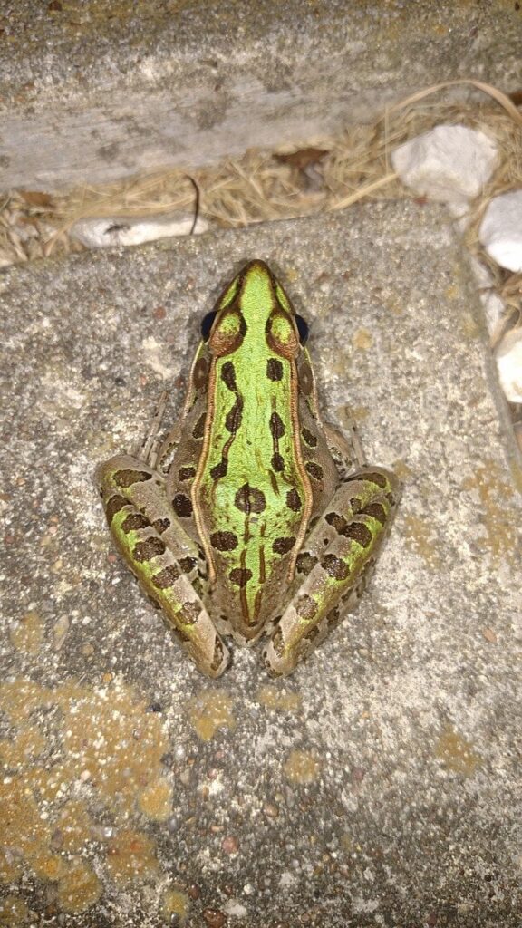 a leopard frog